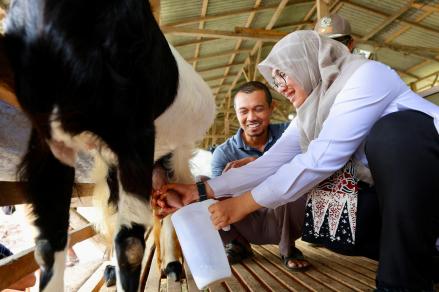 Kisah Sukses Mantan TKI Jadi Pengusaha Susu Kambing, Omzet Belasan Juta Seminggu. (Foto: Pemkab Banyuwangi)