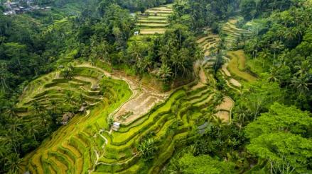 10 Tempat Wisata di Ubud yang Lagi Hits dan Cocok Menikmati Indahnya Bali. (FOTO: MNC MEDIA)