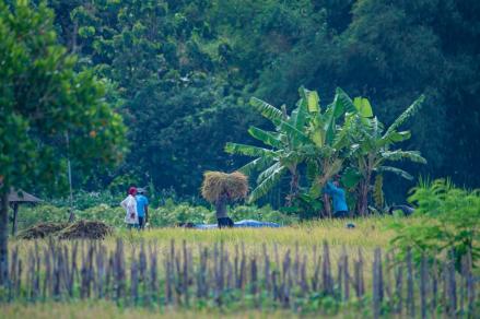 Dukung Swasembada Pangan, Pertamina Shipping (PIS) Dorong Produktivitas Lahan Petani (FOTO:Dok Ist)