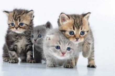 Intip Biaya Grooming Kucing dan Waktu yang Tepat untuk Melakukannya