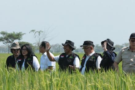 Bulog Tetap Serap Gabah dan Beras Petani Meski Penyerapan 2026 Lampaui Target Nasional