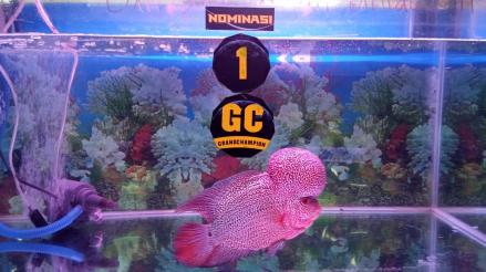 5 Ikan Louhan Termahal di Dunia, Golden Red hingga Super King Kamfa