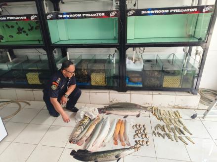 KKP Musnahkan 63 Ekor Ikan Predator di Jakarta Timur, Segini Harganya (FOYO:Dok Ist)