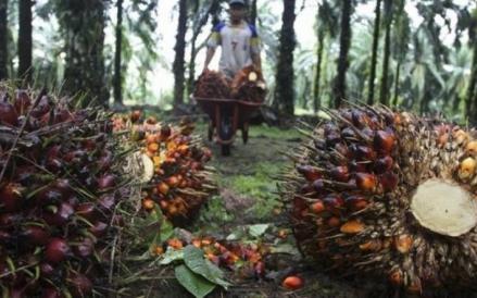 PT Austindo Nusantara Jaya Tbk (ANJT) mengantongi fasilitas kredit senilai Rp1,6 triliun dari PT Bank Central Asia Tbk (BBCA). (Foto: iNews Media Group)