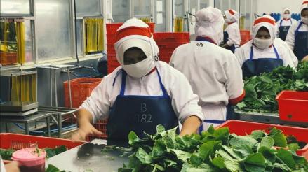 72 Ton Wasabi Made in RI Tembus Pasar Jepang (foto dok bea cukai)