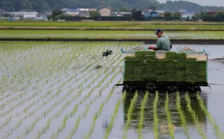 Inilah Kisah Sosok Petani di Indonesia yang Punya 30 Hektare Sawah di Jepang. (Foto: MNC Media)