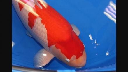 9 Ikan Termahal di Dunia, Ada yang Harganya Tembus Miliaran Rupiah. (Foto: MNC Media)  