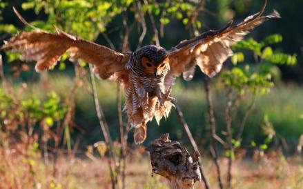 Prabowo berjanji akan membantu petani dengan membelikan 1.000 burung hantu. (Foto: Freepik)