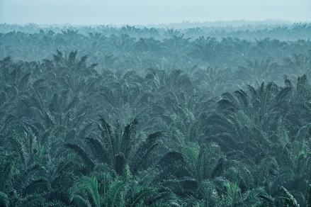 Ada Transaksi Jumbo Rp5,5 Triliun di Saham Austindo (ANJT). (Foto: ANJT)