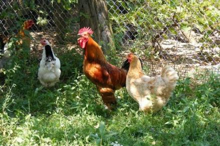 Mentan Imbau Masyarakat Tanam Sayuran dan Pelihara Ayam di Pekarangan: Mengurangi Belanja Ibu-Ibu (FOTO:iNews Media Group)