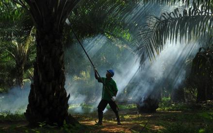 Siapa Pemilik Saham SGRO? Harganya Naik 100 Persen Sejak Awal 2025, Ini Pemiliknya. (Foto: SGRO)