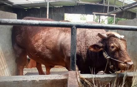 Ini Penampakan Sapi Prabowo Berbobot 1,3 Ton untuk Kurban Iduladha (FOTO:Dok Agi I)
