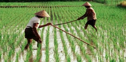 4 Aktivitas Ekonomi Negara Agraris, Pertanian hingga Perdagangan Hasil Bumi. (Foto: iNews Media Group)