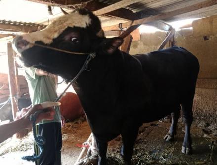 Sapi Milik Peternak Dibeli Prabowo Seharga Rp57 Juta untuk Kurban (FOTO:Dok Avrsta)