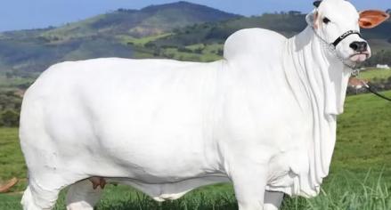 Termahal di Dunia, Harga Sapi Viatina-19, Bisa Buat Beli 3 Lamborghini Revuelto. Foto: NDTV.