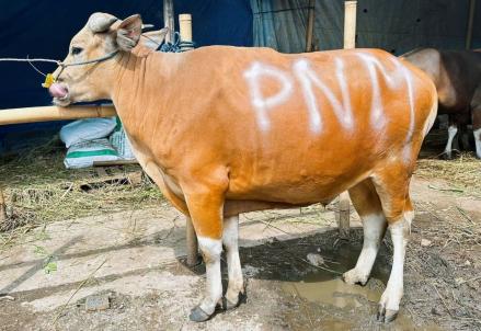PNM mengajak karyawannya untuk sedekah kurban melalui berbagai aktivitas yang dikonversi menjadi nominal donasi.  (Foto: Dok. PNM)