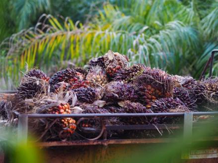 Laba Teladan Prima (TLDN) Tumbuh 108,60 Persen Ditopang Penjualan CPO (Foto: dok Freepik)