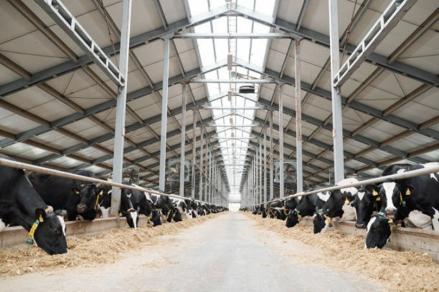 Estika Tata Tiara (BEEF) Bakal Kedatangan 250 Ekor Sapi pada Oktober 2025 (FOTO:Dok BEEF)