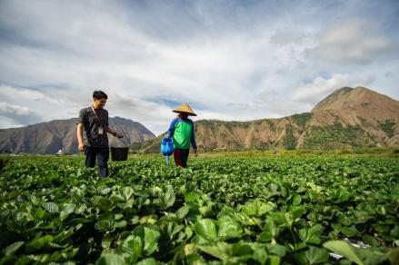 Peringati Hari Tani Nasional, BRI (BBRI) Perkuat Dukungan bagi Sektor Pertanian (FOTO:Dok BRI)