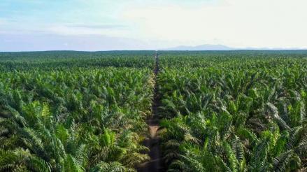 Dua Saham Sawit (CPO) Paling Hot, Terbang Ratusan Persen Sepekan. (Foto: JARR)