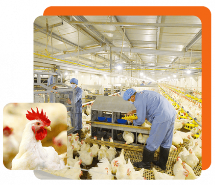 3 Saham Peternakan di BEI yang Dapat Dicermati, Profil Usaha dan Kinerjanya. (Foto: Japfa Comfeed)