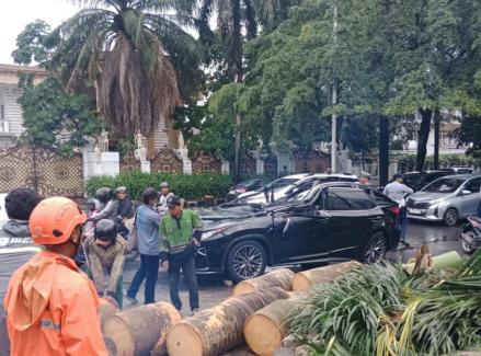 Estimasi Harga Mobil Lexus yang Tertimpa Pohon Tumbang di Pondok Indah. (Foto: BPBD DKI Jakarta)