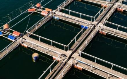 Perusahaan asal Singapura, Lim Shrimp Org Pte Ltd (LSO) resmi menjadi pengendali baru atas PT Sumber Mas Konstruksi Tbk (SMKM). (Foto: Dok. Lim Shrimp)