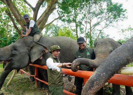 Kemenhut Cek Progres Penyambungan Koridor Gajah di Sebanga dan Riau, Ini Hasilnya. (Foto: Kemenhut)