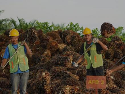 Transaksi Nego Jumbo Rp18 Triliun di FAP Agri (FAPA) Milik Keluarga Fangiono. (Foto: FAPA)