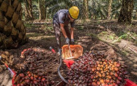 PT Sawit Sumbermas Sarana Tbk (SSMS) mencatat kinerja positif sepanjang tahun lalu dengan membukukan laba bersih sebesar Rp1,16 triliun. (Foto: Ist)