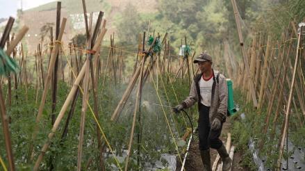 Petani Sayur Kecipratan Berkah Program MBG, Pendapatan Naik hingga 60 Persen. (Foto Istimewa)