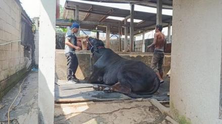 Prabowo Kurban 1.098 Sapi, Istana Sebut Anggaran Rp100 Miliar dari Banmaspres (FOTO:iNews Media Group)
