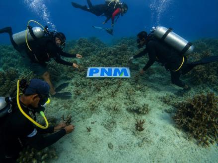 Begini Upaya PNM Hadirkan Masa Depan Anak-Anak Lewat Pelestarian Laut