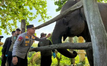 Anak Gajah Lahir di Taman Nasional Tesso Nilo, Dinamai Nona Seroja 