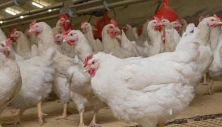 Restrukturisasi MBG Dinilai Tak Ganggu Prospek Saham Poultry. (Foto: iStock)