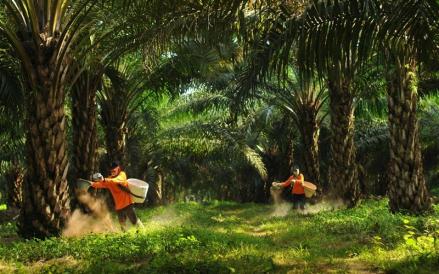 PT Prime Agri Resources Tbk (SGRO) bersiap membagikan dividen tunai kepada para pemegang saham sebesar Rp351 miliar. (Foto: Ist)