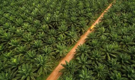 Sinar Mas Agro (SMAR) Lepas Pabrik Kelapa Sawit Bangka Belitung Rp67,6 Miliar (Foto: dok SMAR)