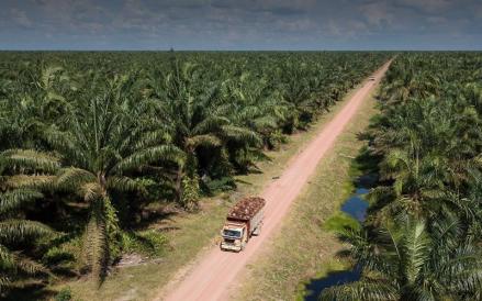 PT Bakrie Sumatera Plantations Tbk (UNSP) meraup penjualan Rp1,28 triliun pada semester I-2026, meningkat 12 persen. (Foto: Ist)