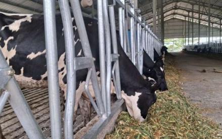PT Estika Tata Tiara Tbk (BEEF) tengah menjajaki bisnis baru yakni peternakan sapi perah (dairy farm). (Foto: Ist)