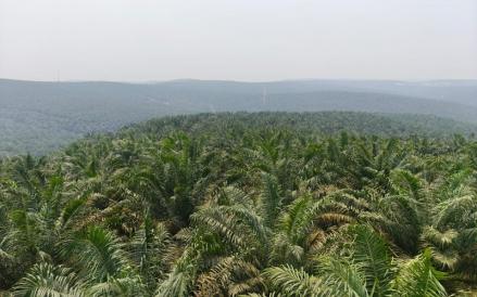 PT Triputra Agro Persada Tbk (TAPG) memiliki strategi dalam mengantisipasi potensi kebakaran hutan dan lahan (karhutla) di area kebun sawit. (Foto: Ist)