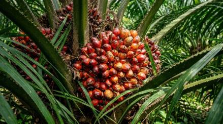 El Niño dan B50 Jadi Katalis Emiten Sawit, 3 Saham Ini Jadi Sorotan. (Foto: Magnific)