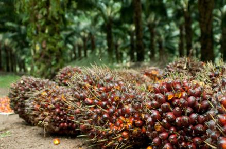 UU Reforma Agraria Bayangi Sektor Perkebunan, Sederet Saham Ini Jadi Sorotan. (Foto: Astra Agro)