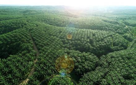 PT Teladan Prima Agro Tbk (TLDN) mengumumkan dividen interim sebesar Rp258,93 miliar atau Rp20 per saham untuk tahun buku 2026. (Foto: Ist)