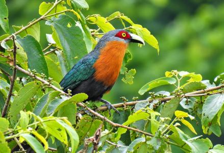 Wisata Mengamati Burung di Lereng Gunung Arjuno Kian Diminati, Mampu Cegah Perburuan Liar. (Foto: MNC Media/Avirista)