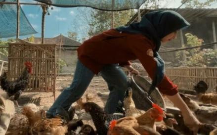Kisah Sukses Mahasiswa UGM Anjeli Astriani, Sulap Rp500.000 Jadi Ratusan Ayam. (Foto: MNC Media)
