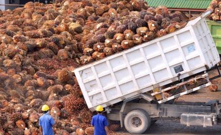 LSIP Siapkan Buyback Rp750 Miliar hingga Akhir 2026 (Foto: dok LSIP)