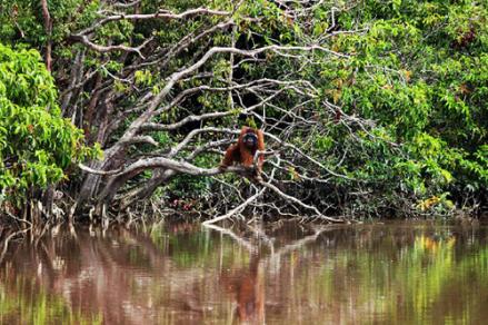 Kemenhut Siapkan Puluhan Ribu Hektare Lahan untuk Kawasan Perlindungan Orangutan. (Foto: