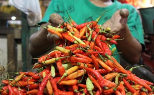 Harga Cabai Rawit Merah Tembus Rp100 Ribu Per Kg