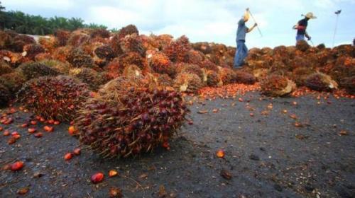 Harga CPO Terus Melaju, Begini Prospek Saham Sawit Sumbermas (SSMS) Menurut Analis