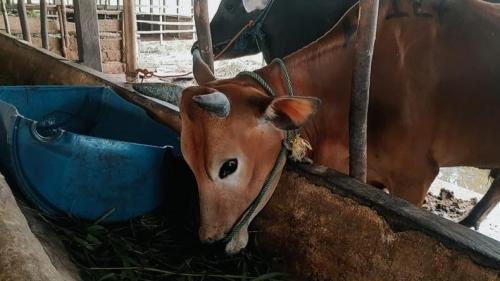 Sapi Idx Lebih Baik Mana antara Kurban 1/7 Sapi dengan 1 Kambing? Simak ...